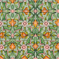 heirloom-tulip